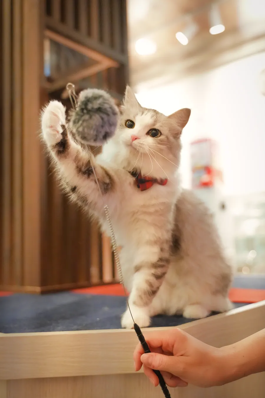 毛玉の猫じゃらしに前足を伸ばす白い猫