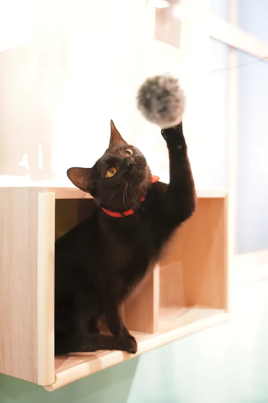 棚から身を乗り出して毛玉に手を伸ばす黒猫