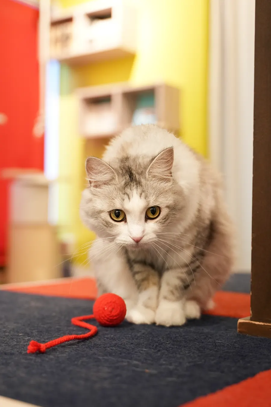 赤い毛糸玉の前で身をかがめる長毛の猫