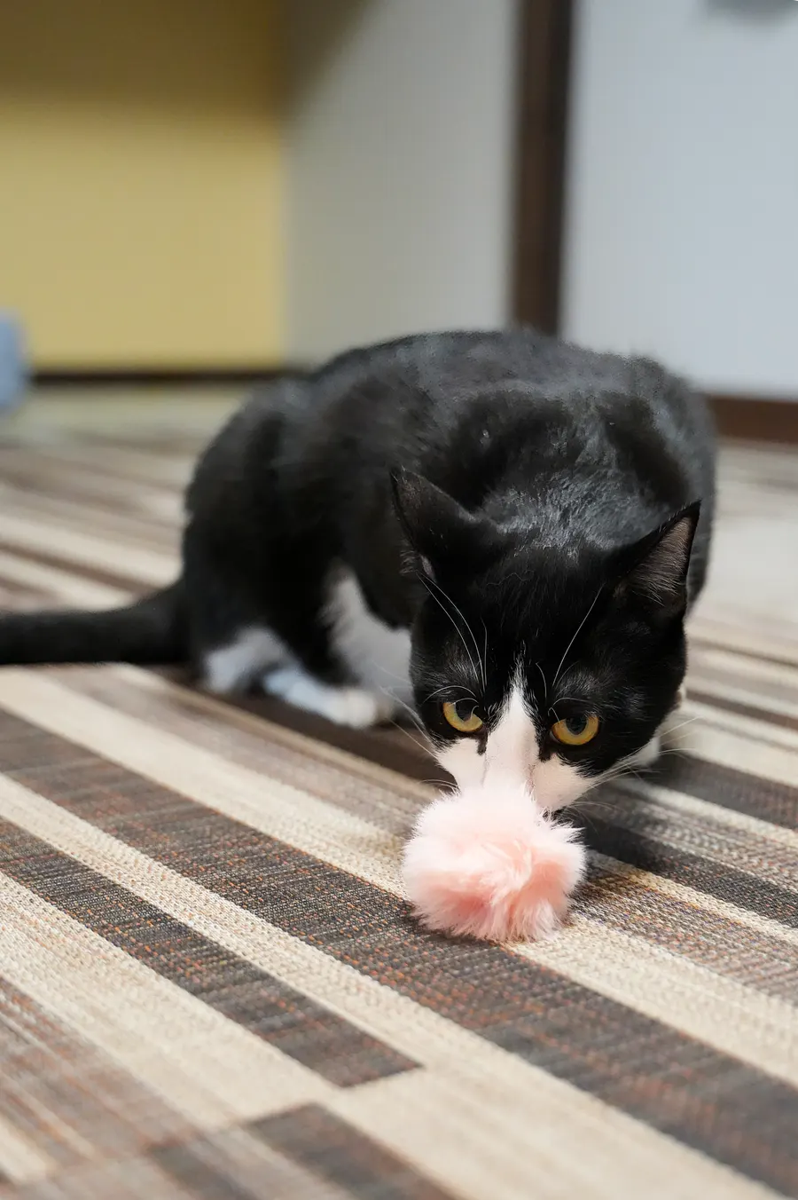 ピンクのふわふわボールに顔を寄せるハチワレ猫