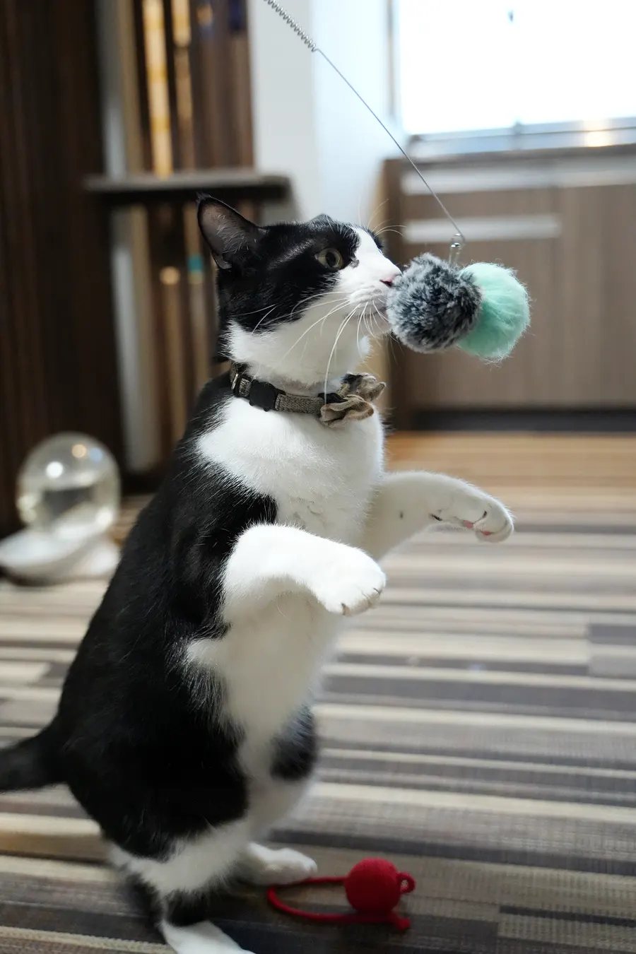 ふわふわの毛玉に前足を伸ばして立ち上がる白黒の猫