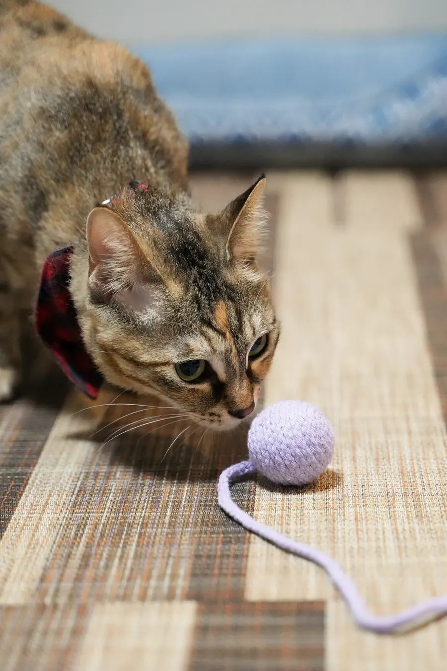 ひも付きのコットンボールに顔を寄せて噛む猫